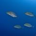Bluefin Trevally - Photo (c) Luis Pérez Berrocal, some rights reserved (CC BY-NC), uploaded by Luis Pérez Berrocal