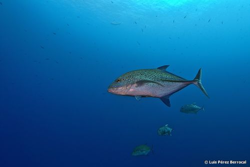Bluefin Trevally