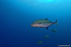 Bluefin Trevally photo 3