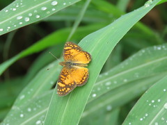 Tegosa orobia ursula