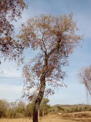Lonchocarpus guatemalensis