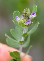 Psoralea polysticta
