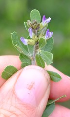 Psoralea polysticta