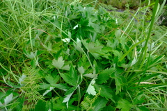 Geranium pulchrum