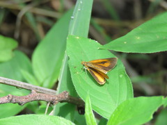 Ancyloxypha dryas