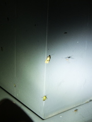 Cochylidia heydeniana