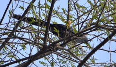 Phaenicophaeus viridirostris