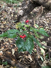 Ardisia crenata