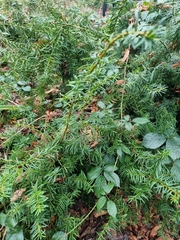 Taxus baccata