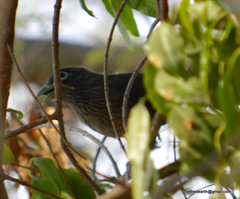 Phaenicophaeus viridirostris