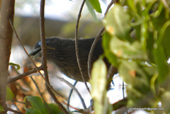 Phaenicophaeus viridirostris