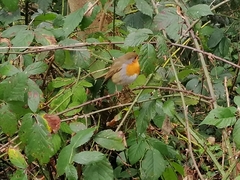Erithacus rubecula