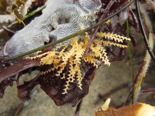 Symplectoscyphus turgidus