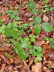 Rubus