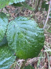 Rubus