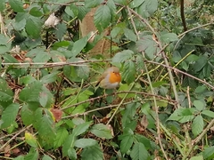 Erithacus rubecula