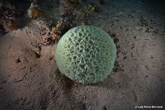 Goniastrea thecata
