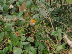 Erithacus rubecula