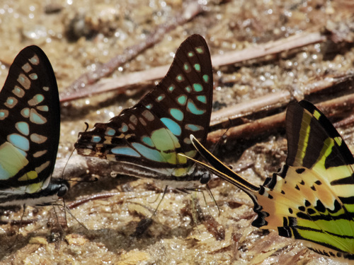 Photo of Striped Jay (Graphium bathycles)