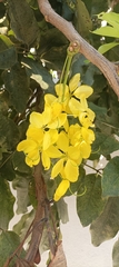 Cassia fistula