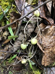 Phyllanthus emblica