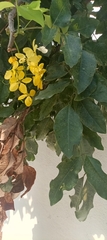 Cassia fistula