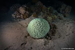 Goniastrea thecata