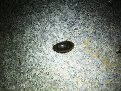 Hydrochara affinis
