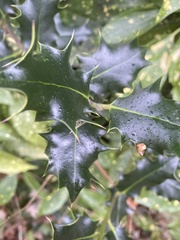 Ilex aquifolium
