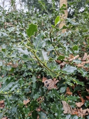 Ilex aquifolium