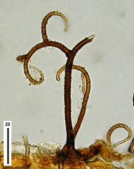 Gyrothrix circinata