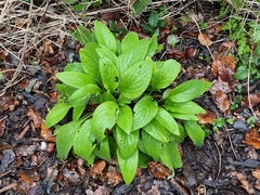 Magnoliopsida