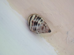 Drymaeus poecilus