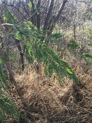 Vachellia campechiana