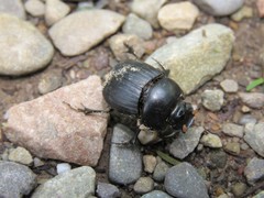 Scarabaeidae