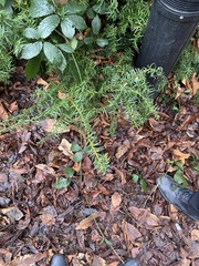 Taxus baccata