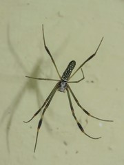 Trichonephila clavipes