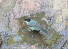 Microspingus melanoleucus