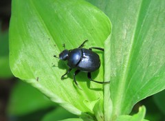 Scarabaeidae
