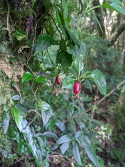 Tripterospermum taiwanense