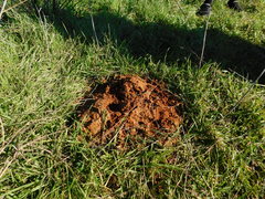 Nannospalax ehrenbergi