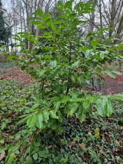 Magnoliopsida