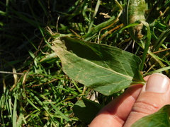 Rumex spinosus