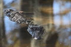 Alligator mississippiensis