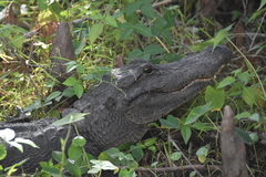 Alligator mississippiensis