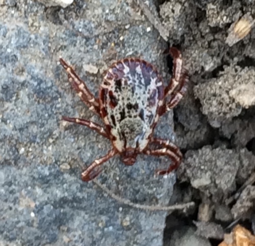 Rocky Mountain Wood Tick photo 3