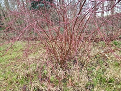 Magnoliopsida