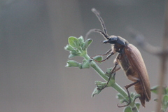 Cebrio gigas