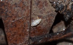 Carychium tridentatum