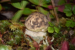 Leccinum alaskanum